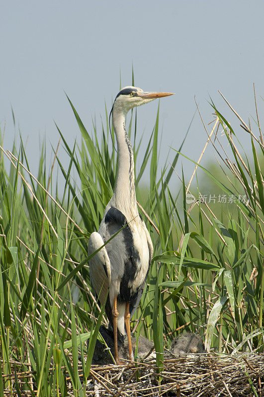 巢中的苍鹭(Ardea cinerea)